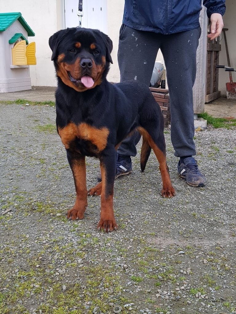Pin up des Rotts de la Baronnie