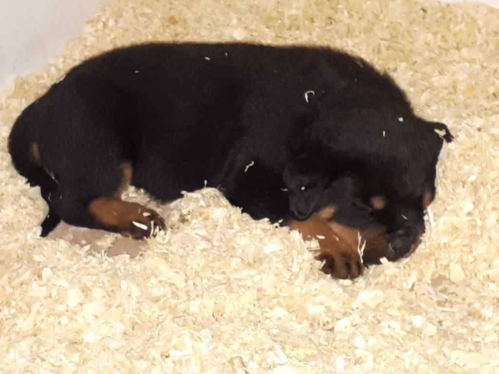 chiots maya malko 
