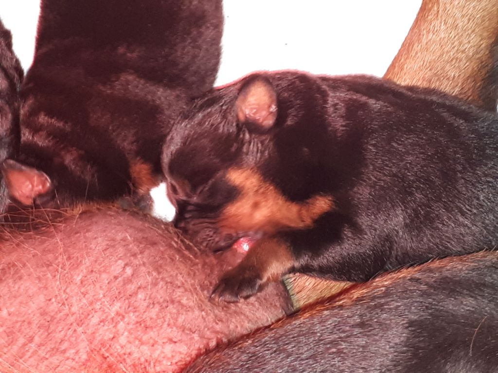 chiots  lucie mambo